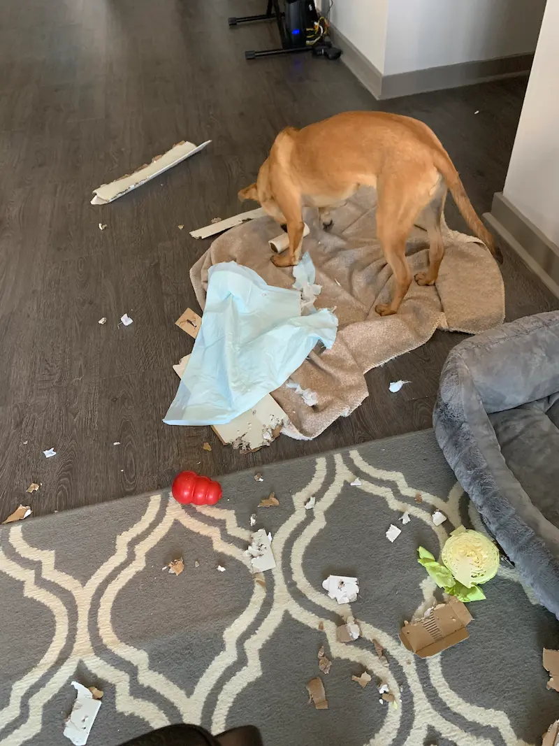 Dog