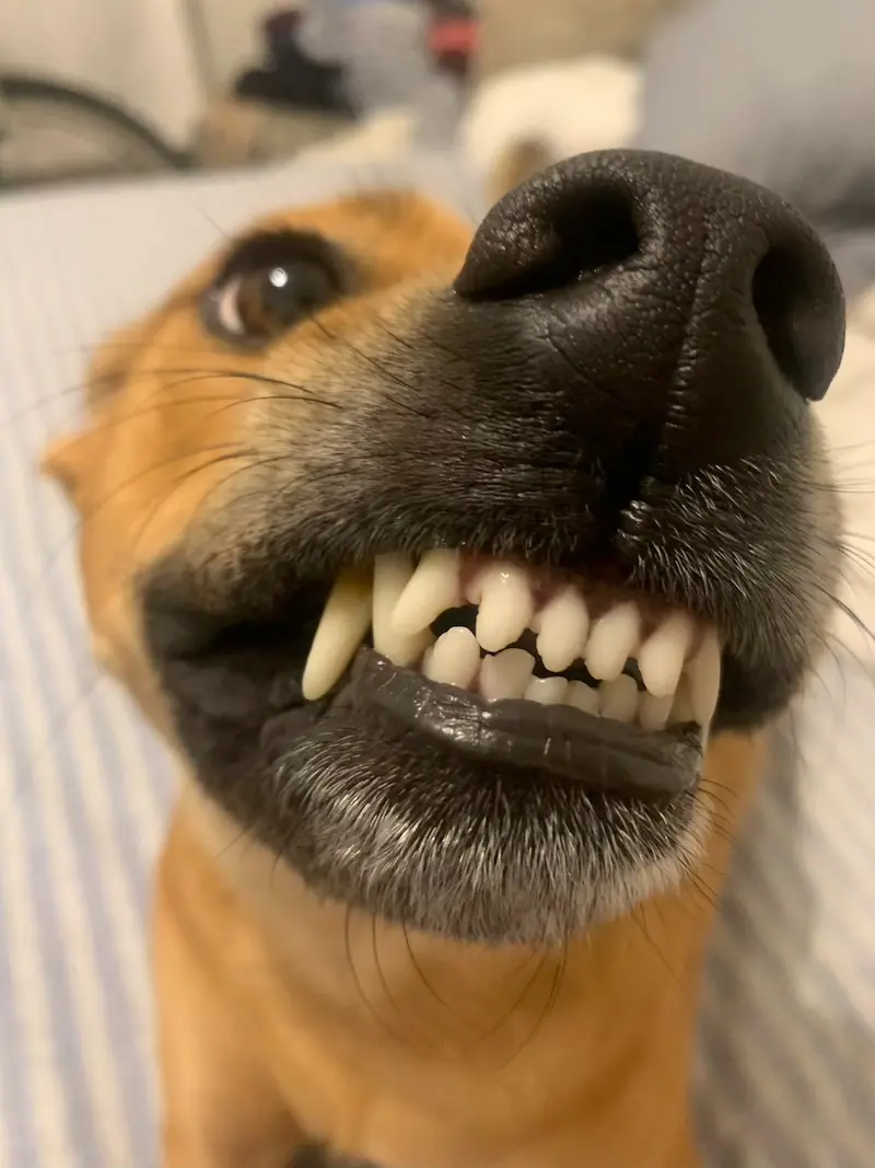 Dog